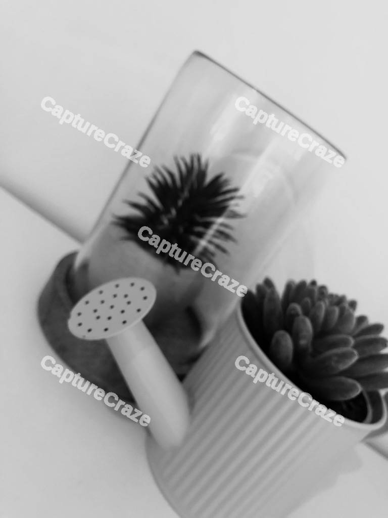 White Cactus Plant